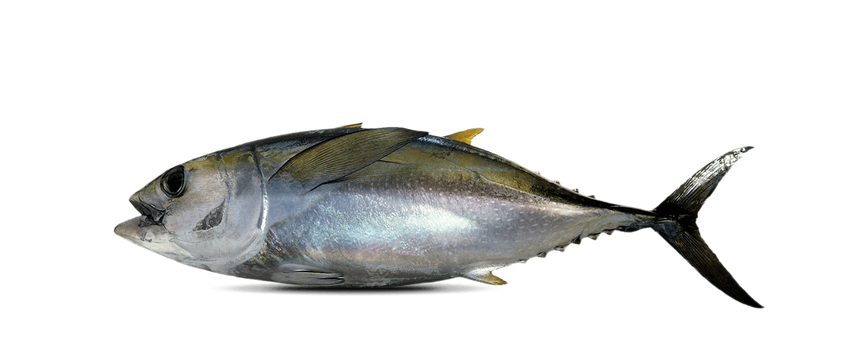 Yellowfin Tuna